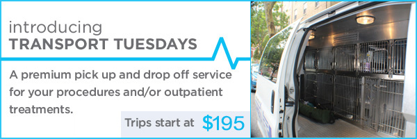 ambuvet partner with scratch to find an affordable pet care payment plan in NY. input phone number to receive instant approval, plans as low as 0%. does not affect credit score to search for payment plans. NEW offering from ambuvet to help our clients' pets receive immediate care.