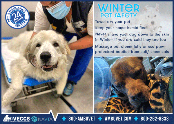 ambuvet Transport service of emergency or non emergency interhospital animal transfer, Open 24 Hours. serving the tri-state area with CDC compliant vehicles. Our staff are handshake free at this time 1-800-262-8838