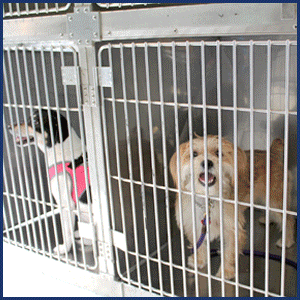 dogs during transport by AmbuVet Pet Ambulance, non- emergency in carriers or van crate system custom built and operated from NYC. New Yorks first pet ambulance that operates 24 hours a day 7 days a week. Animals are carried down flights of stairs if there is no elevator or if the elevator is not working. Please let a staff member know the size and weight of your animal so we arrive onsite prepared for your animal